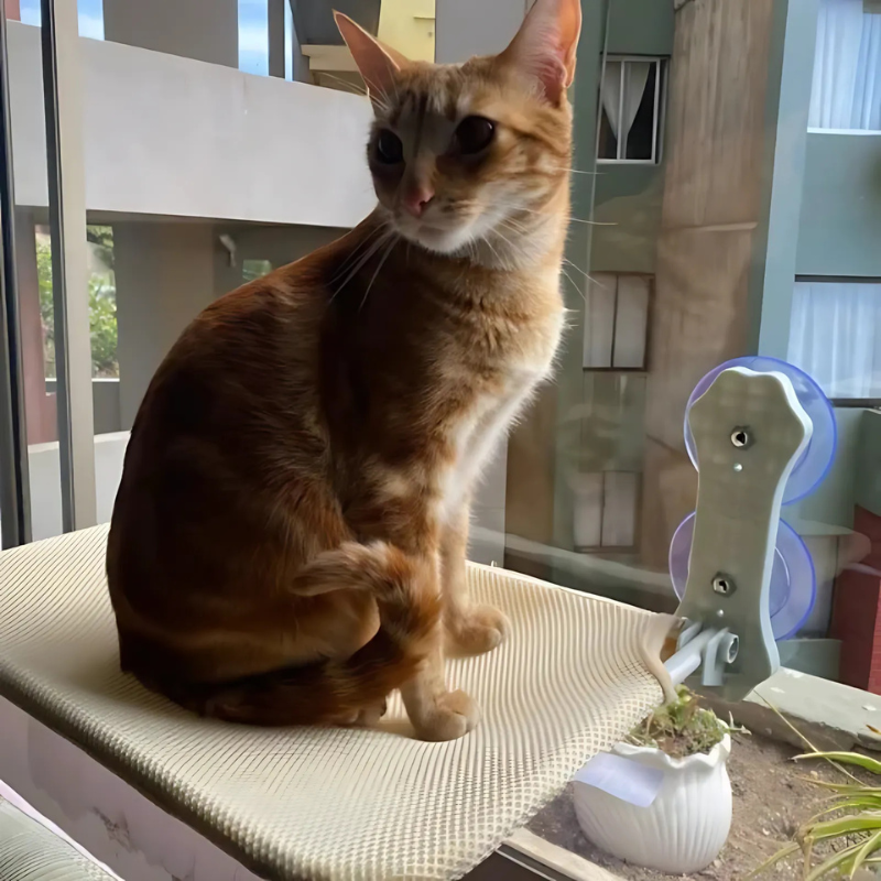 FelineSky: Relax con Vista per Gatti